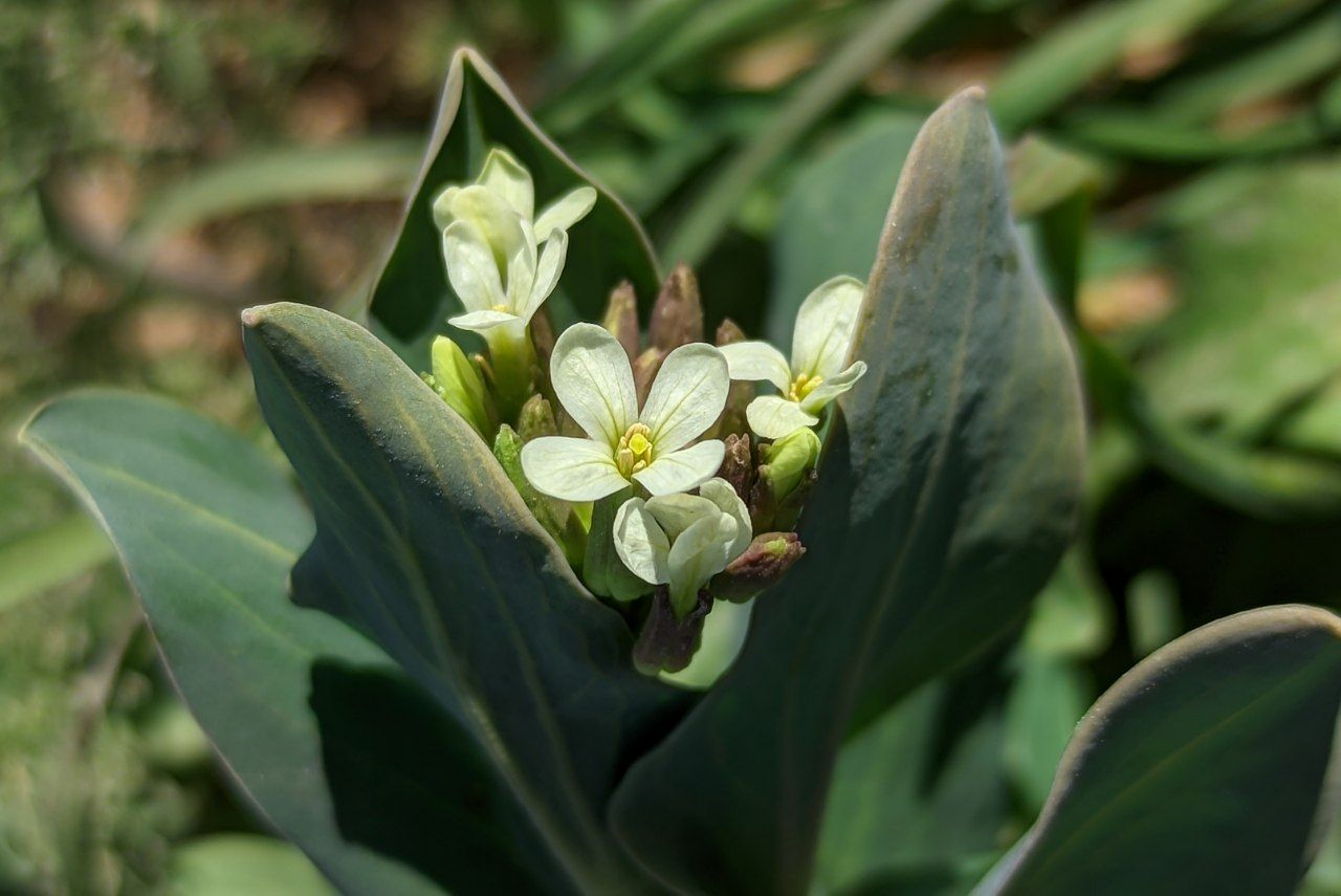 a plant with white flowers